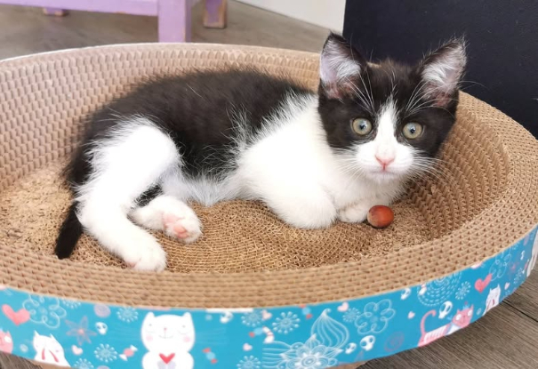 Adopter Pandora