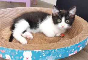 Adopter  chat : Pandora