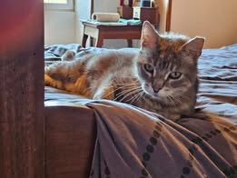 Adopter  chat : Soleio