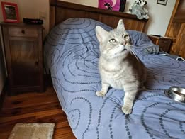 Adopter Soleio