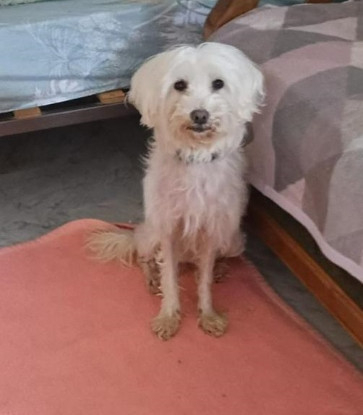 Adopter Cacharel