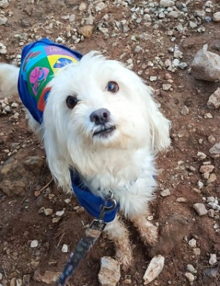 Adoption Cacharel