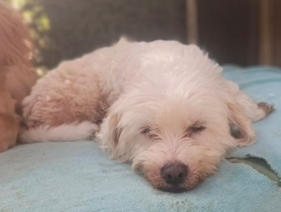 Adoption Cacharel