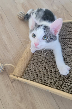 Adopter Bucky