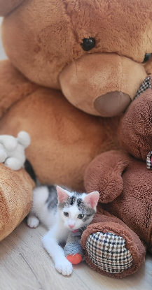 Adoption Bucky
