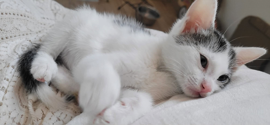 Adoption Bucky