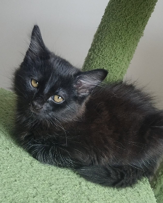Adoption Hooper