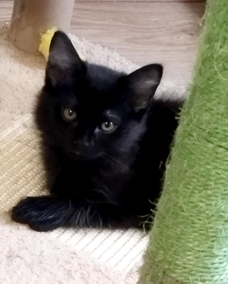 Adopter Hooper