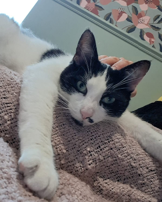 Adopter Tequila