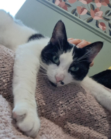 Adopter  chat : Tequila