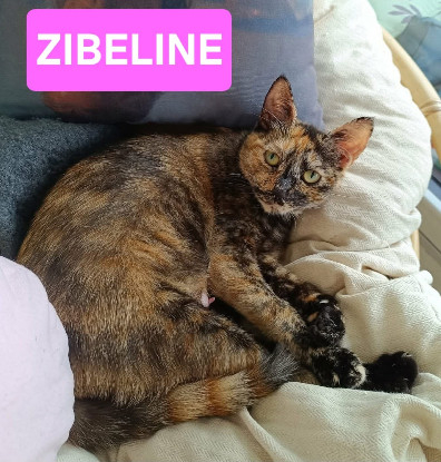 Adopter Zibeline / bibelot et breloque sont