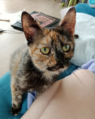 Adopter Zibeline / bibelot et breloque sont