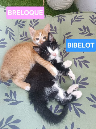 Adoption Zibeline / bibelot et breloque sont
