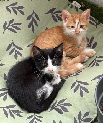 Adoption Zibeline / bibelot et breloque sont