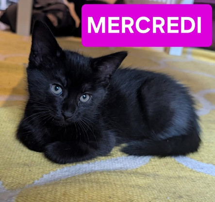 Adopter Mecredi petite de gashapon