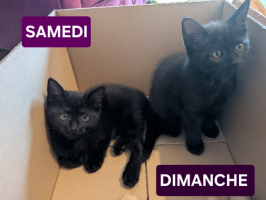 Adopter  chat : Samedi et dimanche
