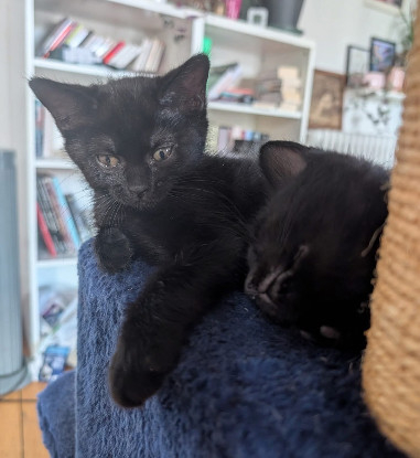 Adopter Samedi et dimanche