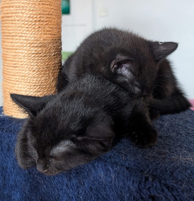 Adopter Samedi et dimanche