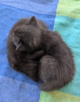 Adoption Samedi et dimanche