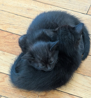 Adoption Samedi et dimanche