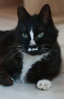 Adopter  chat : Igor
