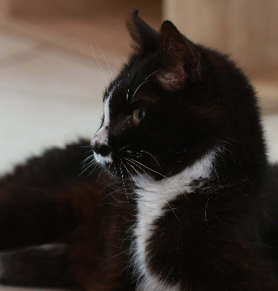 Adopter Igor