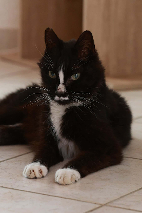 Adopter Igor