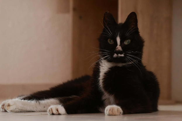 Adoption Igor