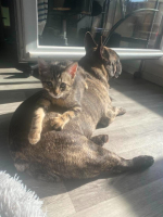 Adopter  chat : Birdie