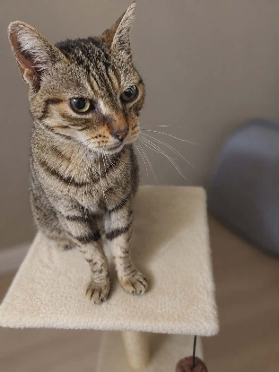 Adopter Ninou