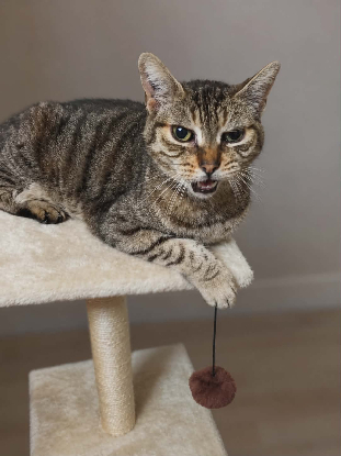 Adopter Ninou