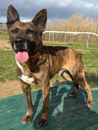 Adopter Flinn