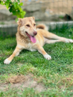 Adopter  chien : Orsone