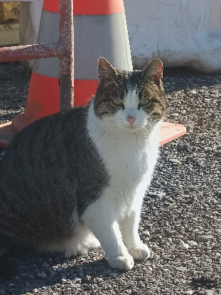 Adopter Petitou