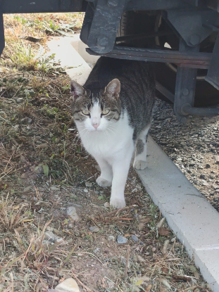 Adopter Petitou