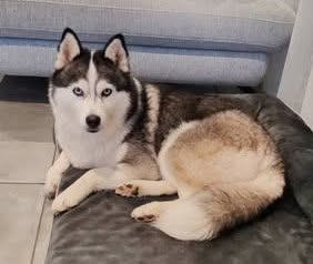 Adopter Rosy
