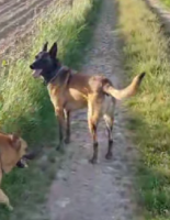 Adopter  chien : Nino