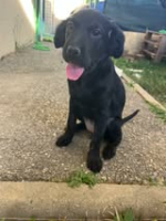 Adopter  chien : Bonnie