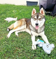 Adopter  chien : Balto