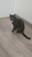 Adopter  chat : Noisette