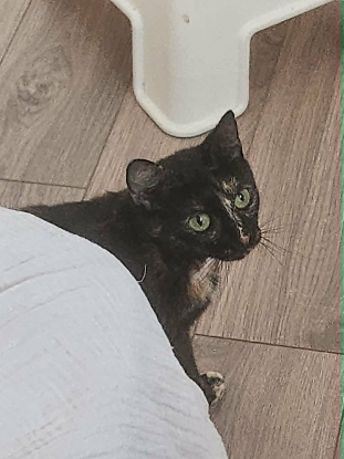 Adopter Noisette