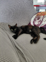 Adopter  chat : Altrie