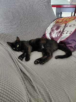 Adopter Altrie