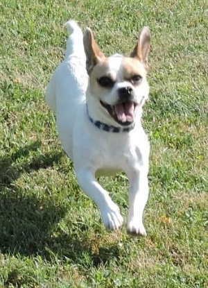 Adopter Cookie