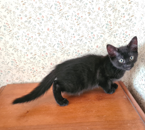 Adopter Broadway