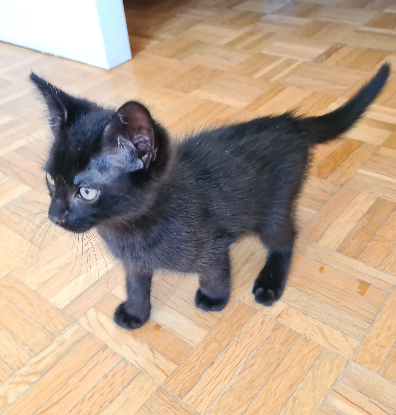 Adopter Broadway