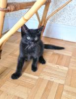 Adopter  chat : Broadway