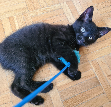 Adoption Broadway