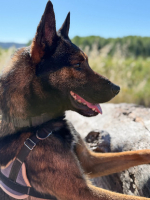 Adopter  chien : Aaron