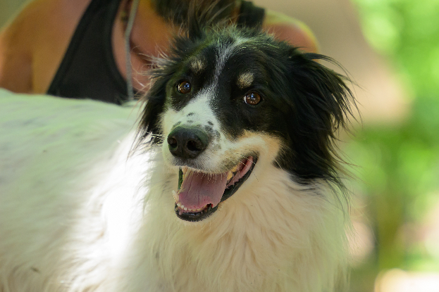 Adopter Osky